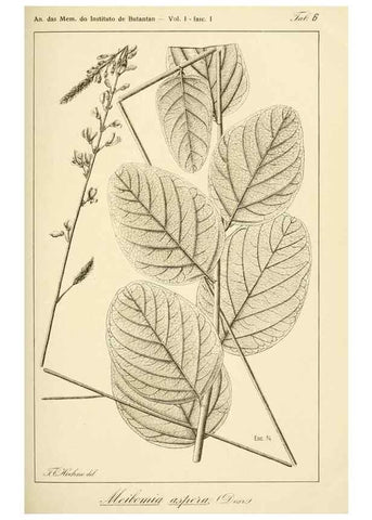 Reproducción/Reproduction 49013202951: Anexos das Memórias do Instituto de Butantan, Secção de Botânica.. S. Paulo :Comp. Melhoramentos de S. Paulo,1921-1922.. 