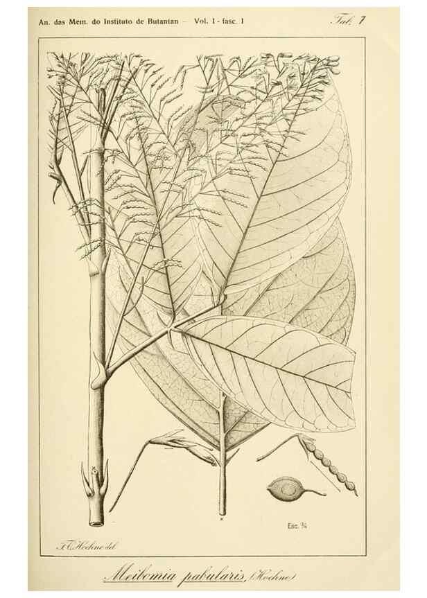 Reproducción/Reproduction 49013203386: Anexos das Memórias do Instituto de Butantan, Secção de Botânica.. S. Paulo :Comp. Melhoramentos de S. Paulo,1921-1922.. 