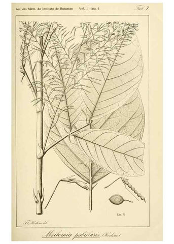Reproducción/Reproduction 49013203386: Anexos das Memórias do Instituto de Butantan, Secção de Botânica.. S. Paulo :Comp. Melhoramentos de S. Paulo,1921-1922.. 