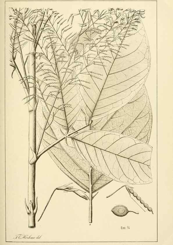 Reproducción/Reproduction 49013203386: Anexos das Memórias do Instituto de Butantan, Secção de Botânica.. S. Paulo :Comp. Melhoramentos de S. Paulo,1921-1922.. 