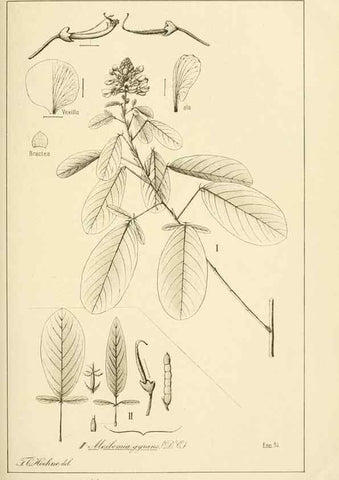 Reproducción/Reproduction 49013204236: Anexos das Memórias do Instituto de Butantan, Secção de Botânica.. S. Paulo :Comp. Melhoramentos de S. Paulo,1921-1922.. 