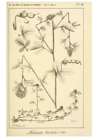Reproducción/Reproduction 49012676628: Anexos das Memórias do Instituto de Butantan, Secção de Botânica.. S. Paulo :Comp. Melhoramentos de S. Paulo,1921-1922.. 