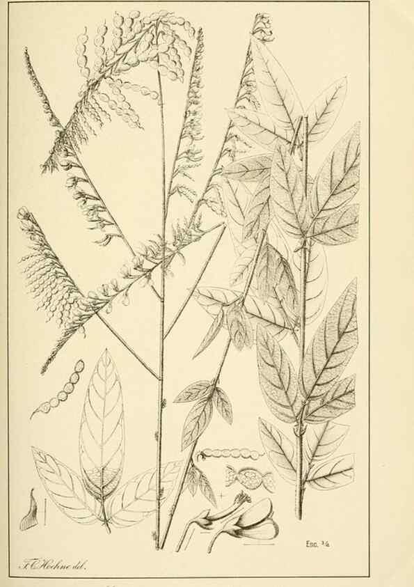 Reproducción/Reproduction 49013201366: Anexos das Memórias do Instituto de Butantan, Secção de Botânica.. S. Paulo :Comp. Melhoramentos de S. Paulo,1921-1922.. 