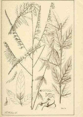 Reproducción/Reproduction 49013201366: Anexos das Memórias do Instituto de Butantan, Secção de Botânica.. S. Paulo :Comp. Melhoramentos de S. Paulo,1921-1922.. 