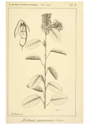 Reproducción/Reproduction 49013411332: Anexos das Memórias do Instituto de Butantan, Secção de Botânica.. S. Paulo :Comp. Melhoramentos de S. Paulo,1921-1922.. 