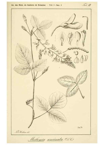Reproducción/Reproduction 49012677733: Anexos das Memórias do Instituto de Butantan, Secção de Botânica.. S. Paulo :Comp. Melhoramentos de S. Paulo,1921-1922.. 