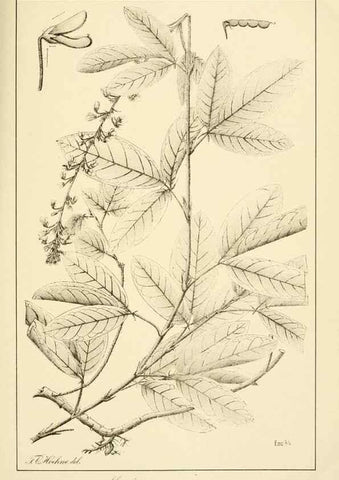 Reproducción/Reproduction 49012678433: Anexos das Memórias do Instituto de Butantan, Secção de Botânica.. S. Paulo :Comp. Melhoramentos de S. Paulo,1921-1922.. 