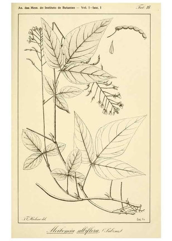 Reproducción/Reproduction 49013413232: Anexos das Memórias do Instituto de Butantan, Secção de Botânica.. S. Paulo :Comp. Melhoramentos de S. Paulo,1921-1922.. 