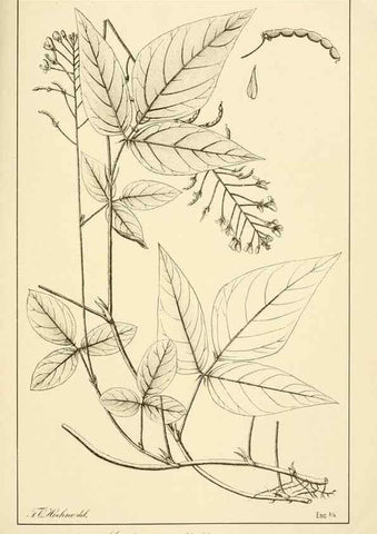 Reproducción/Reproduction 49013413232: Anexos das Memórias do Instituto de Butantan, Secção de Botânica.. S. Paulo :Comp. Melhoramentos de S. Paulo,1921-1922.. 