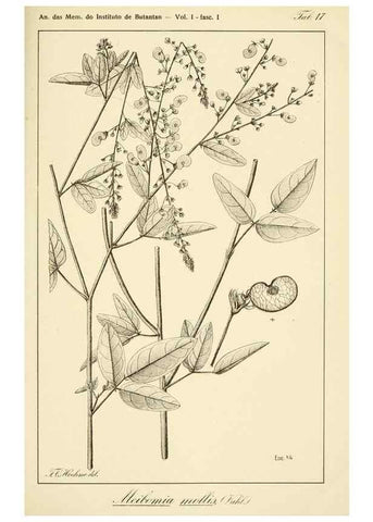 Reproducción/Reproduction 49013414322: Anexos das Memórias do Instituto de Butantan, Secção de Botânica.. S. Paulo :Comp. Melhoramentos de S. Paulo,1921-1922.. 