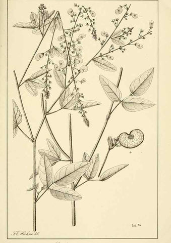 Reproducción/Reproduction 49013414322: Anexos das Memórias do Instituto de Butantan, Secção de Botânica.. S. Paulo :Comp. Melhoramentos de S. Paulo,1921-1922.. 