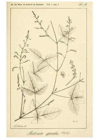 Reproducción/Reproduction 49013208741: Anexos das Memórias do Instituto de Butantan, Secção de Botânica.. S. Paulo :Comp. Melhoramentos de S. Paulo,1921-1922.. 