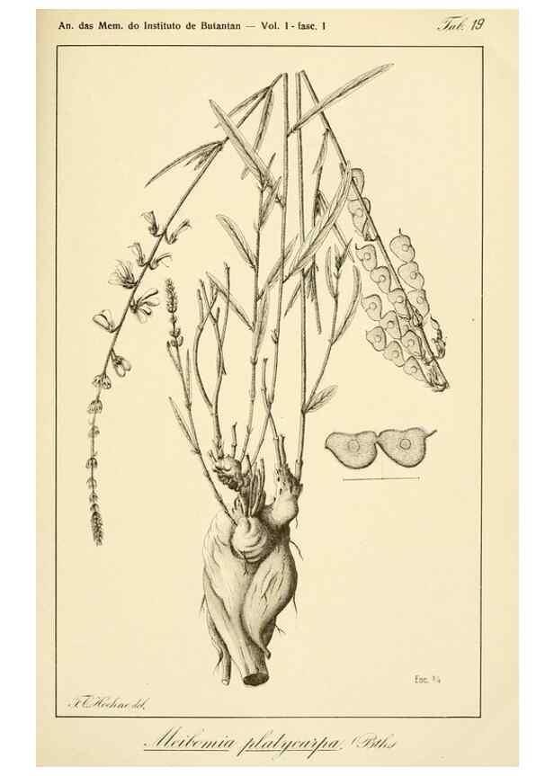 Reproducción/Reproduction 49013414997: Anexos das Memórias do Instituto de Butantan, Secção de Botânica.. S. Paulo :Comp. Melhoramentos de S. Paulo,1921-1922.. 