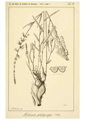 Reproducción/Reproduction 49013414997: Anexos das Memórias do Instituto de Butantan, Secção de Botânica.. S. Paulo :Comp. Melhoramentos de S. Paulo,1921-1922.. 