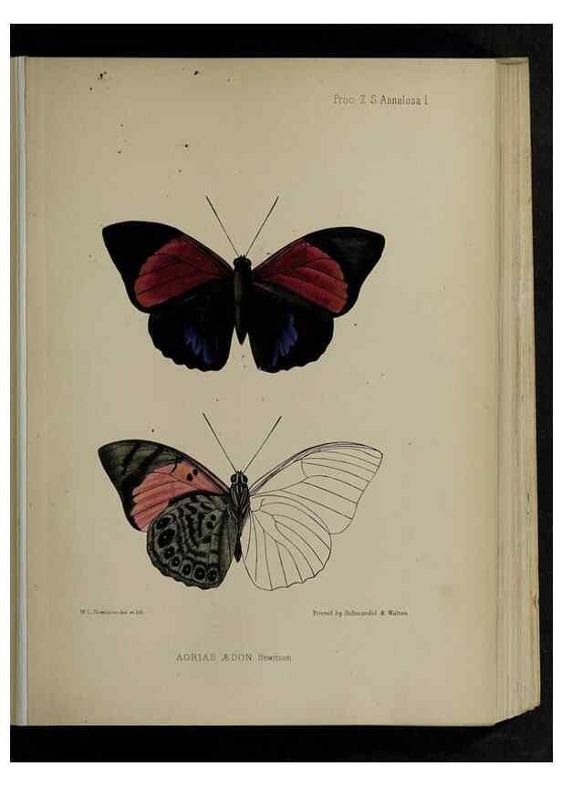 Reproducción/Reproduction 48992561997: Proceedings of the Zoological Society of London.. London :Academic Press, [etc.],1833-1965.. 