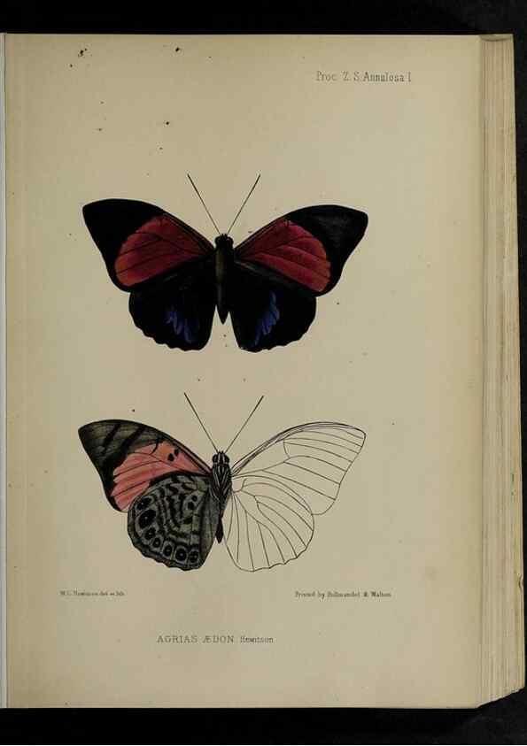 Reproducción/Reproduction 48992561997: Proceedings of the Zoological Society of London.. London :Academic Press, [etc.],1833-1965.. 