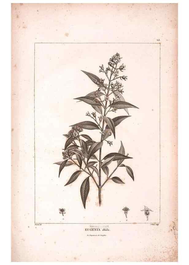 Reproducción/Reproduction 48979910922: Monographie des melastomacées,. Londres,Gide,1833.. 