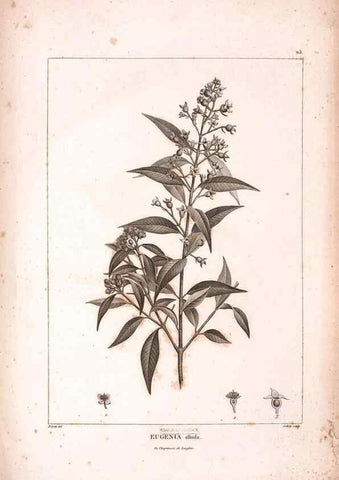 Reproducción/Reproduction 48979910922: Monographie des melastomacées,. Londres,Gide,1833.. 