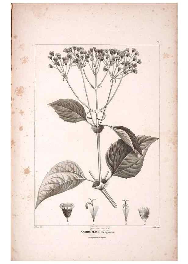 Reproducción/Reproduction 48979173838: Monographie des melastomacées,. Londres,Gide,1833.. 