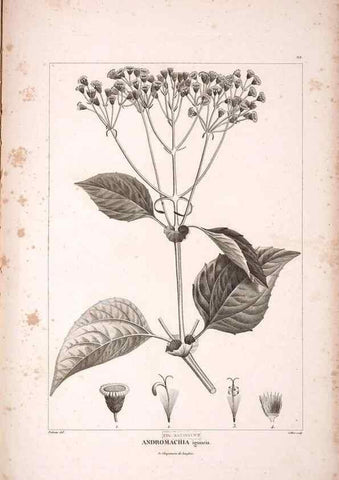 Reproducción/Reproduction 48979173838: Monographie des melastomacées,. Londres,Gide,1833.. 