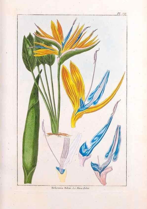 Reproducción/Reproduction 48975785861: Le grand jardin de l'univers,. Paris,Chez l'auteur,1785-1791.. 