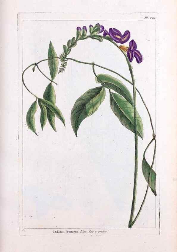 Reproducción/Reproduction 48975967372: Le grand jardin de l'univers,. Paris,Chez l'auteur,1785-1791.. 