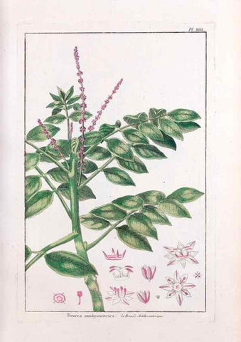 Reproducción/Reproduction 48975788336: Le grand jardin de l'univers,. Paris,Chez l'auteur,1785-1791.. 