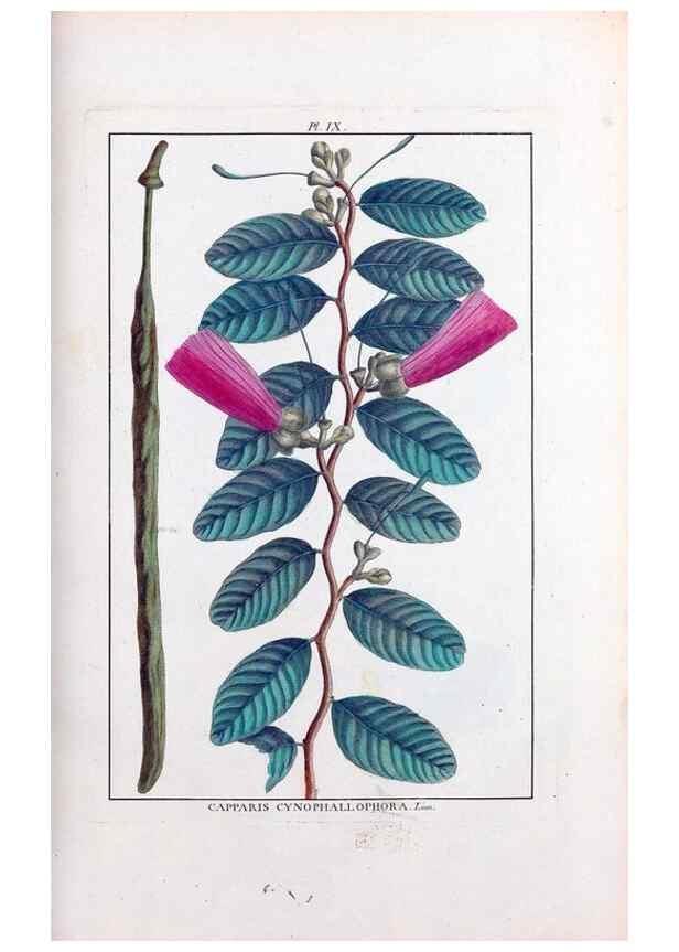 Reproducción/Reproduction 48975789876: Le grand jardin de l'univers,. Paris,Chez l'auteur,1785-1791.. 
