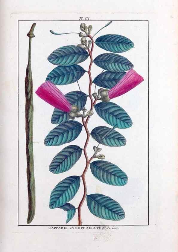 Reproducción/Reproduction 48975789876: Le grand jardin de l'univers,. Paris,Chez l'auteur,1785-1791.. 