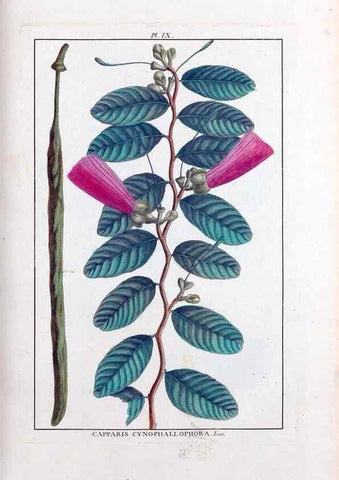 Reproducción/Reproduction 48975789876: Le grand jardin de l'univers,. Paris,Chez l'auteur,1785-1791.. 