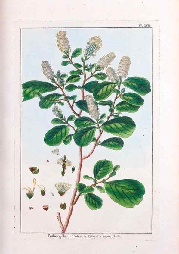 Reproducción/Reproduction 48975240013: Le grand jardin de l'univers,. Paris,Chez l'auteur,1785-1791.. 