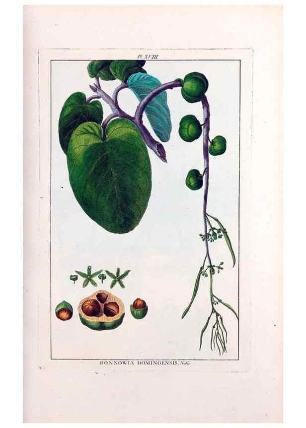 Reproducción/Reproduction 48975971617: Le grand jardin de l'univers,. Paris,Chez l'auteur,1785-1791.. 