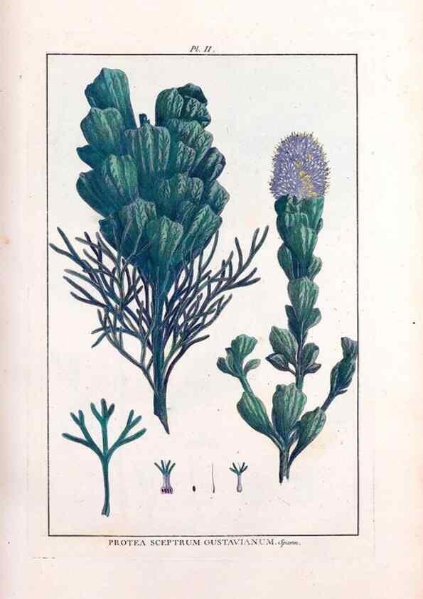 Reproducción/Reproduction 48975972612: Le grand jardin de l'univers,. Paris,Chez l'auteur,1785-1791.. 