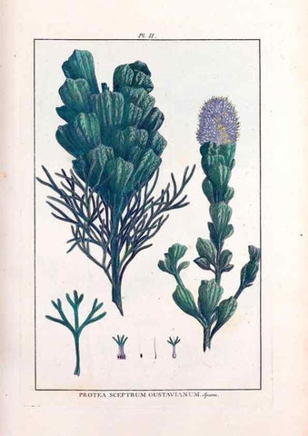 Reproducción/Reproduction 48975972612: Le grand jardin de l'univers,. Paris,Chez l'auteur,1785-1791.. 
