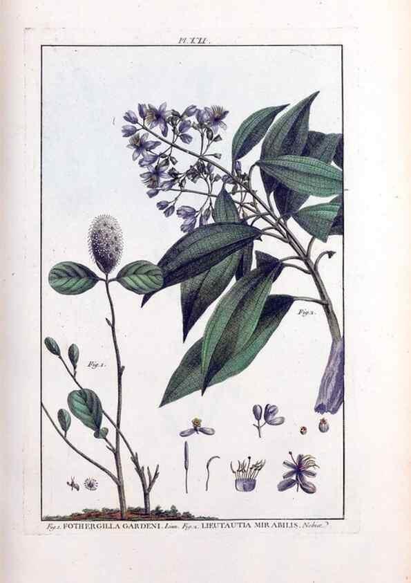 Reproducción/Reproduction 48975792191: Le grand jardin de l'univers,. Paris,Chez l'auteur,1785-1791.. 