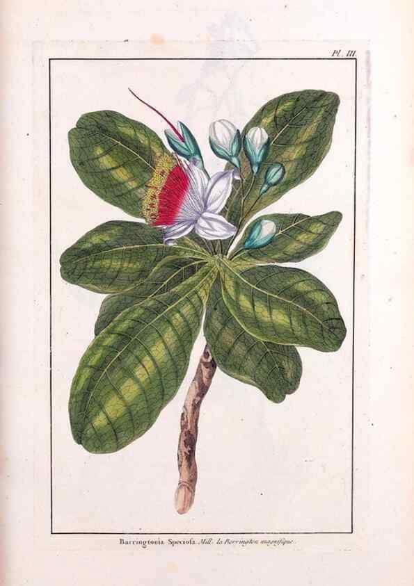 Reproducción/Reproduction 48975964772: Le grand jardin de l'univers,. Paris,Chez l'auteur,1785-1791.. 
