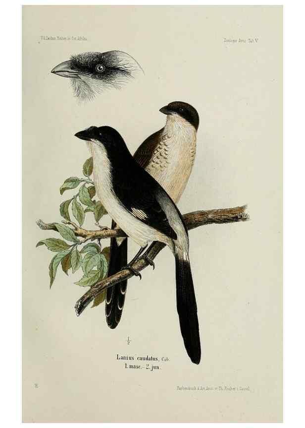 Reproducción/Reproduction 48958232437: Vögel /. Leipzig,1869. 