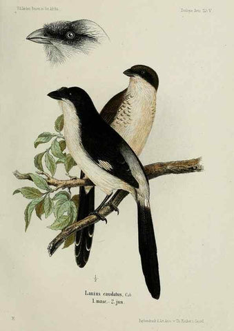 Reproducción/Reproduction 48958232437: Vögel /. Leipzig,1869. 