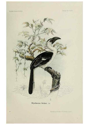 Reproducción/Reproduction 48958047946: Vögel /. Leipzig,1869. 