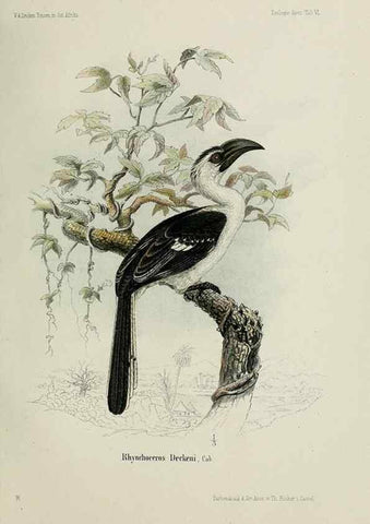 Reproducción/Reproduction 48958047946: Vögel /. Leipzig,1869. 