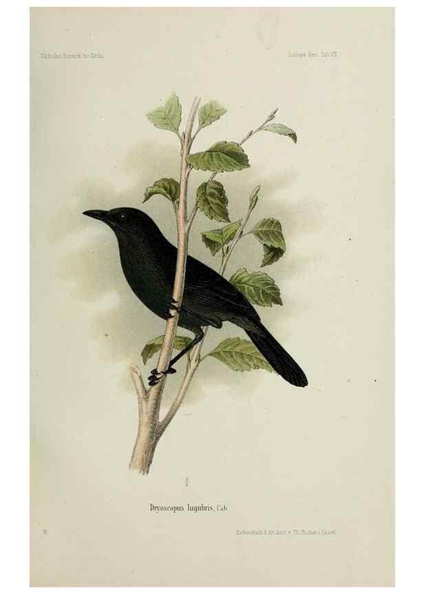 Reproducción/Reproduction 48958048356: Vögel /. Leipzig,1869. 