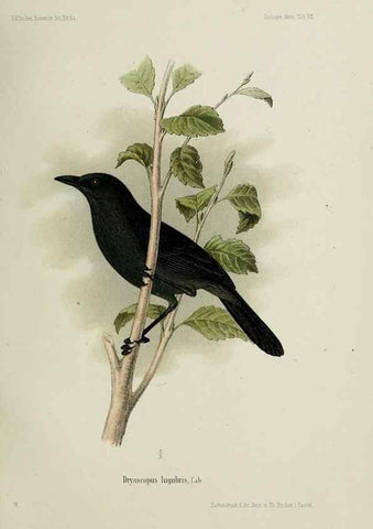 Reproducción/Reproduction 48958048356: Vögel /. Leipzig,1869. 