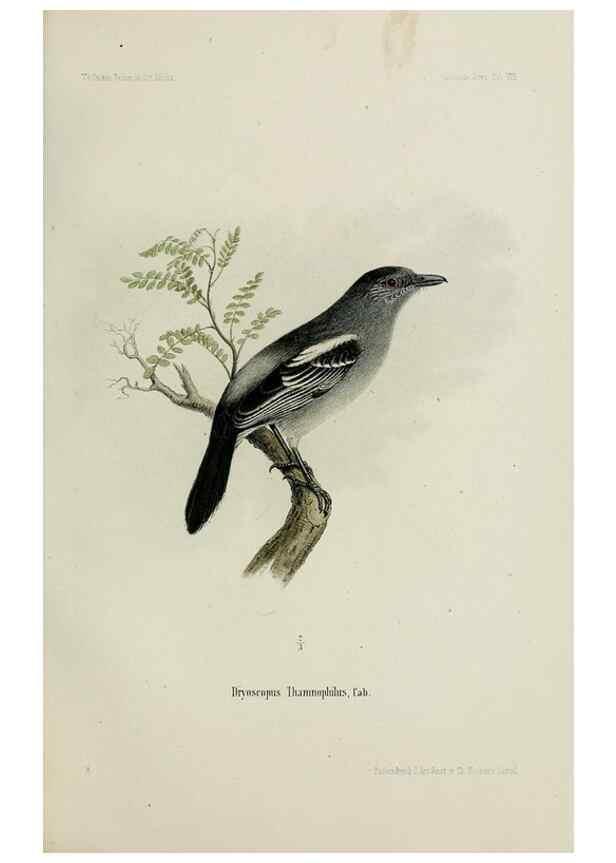 Reproducción/Reproduction 48957496893: Vögel /. Leipzig,1869. 