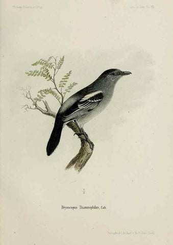 Reproducción/Reproduction 48957496893: Vögel /. Leipzig,1869. 