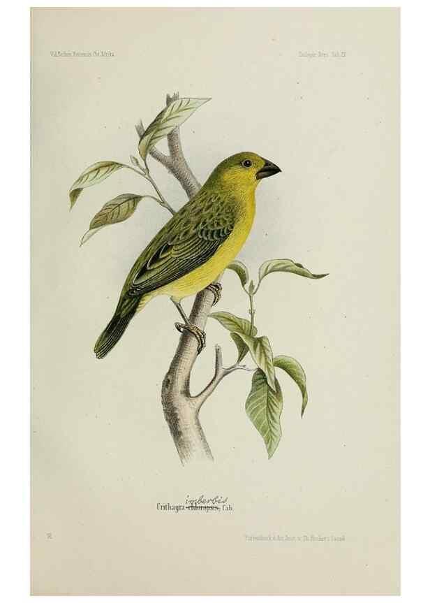 Reproducción/Reproduction 48958234122: Vögel /. Leipzig,1869. 