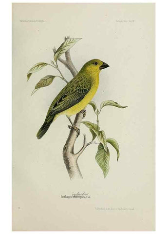 Reproducción/Reproduction 48958234122: Vögel /. Leipzig,1869. 