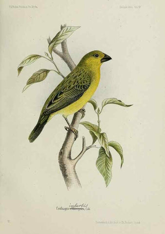 Reproducción/Reproduction 48958234122: Vögel /. Leipzig,1869. 