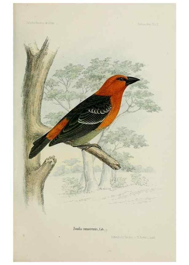 Reproducción/Reproduction 48957497613: Vögel /. Leipzig,1869. 