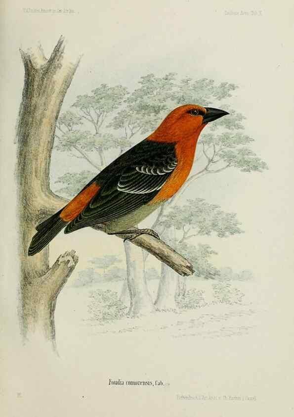 Reproducción/Reproduction 48957497613: Vögel /. Leipzig,1869. 