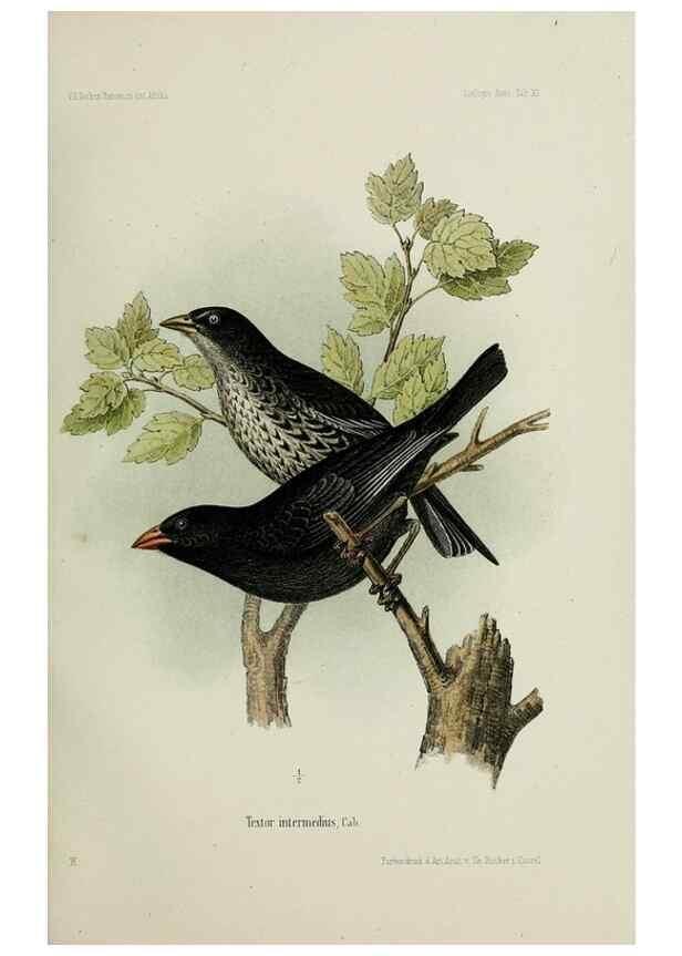 Reproducción/Reproduction 48958050106: Vögel /. Leipzig,1869. 